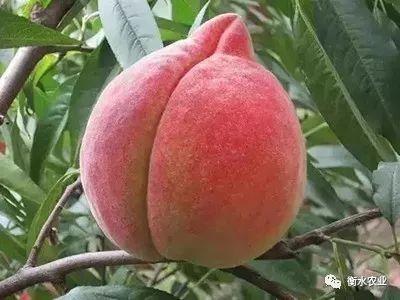 国产吃瓜婊 第6页